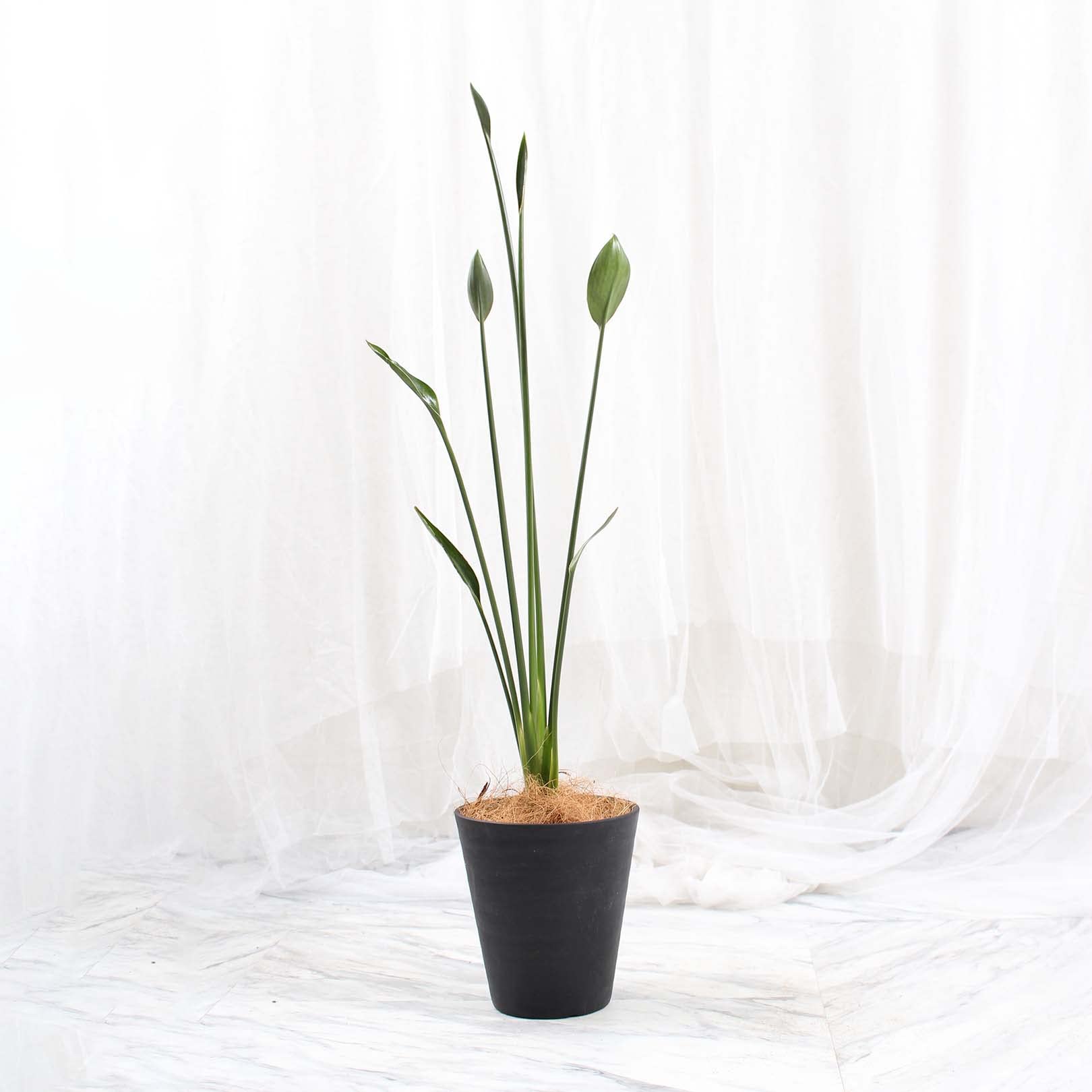 Amazon｜ストレリチア ノンリーフ 6号 受け皿付 【観葉植物 本物